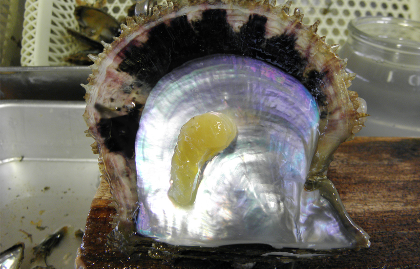 アコヤ貝と貝柱