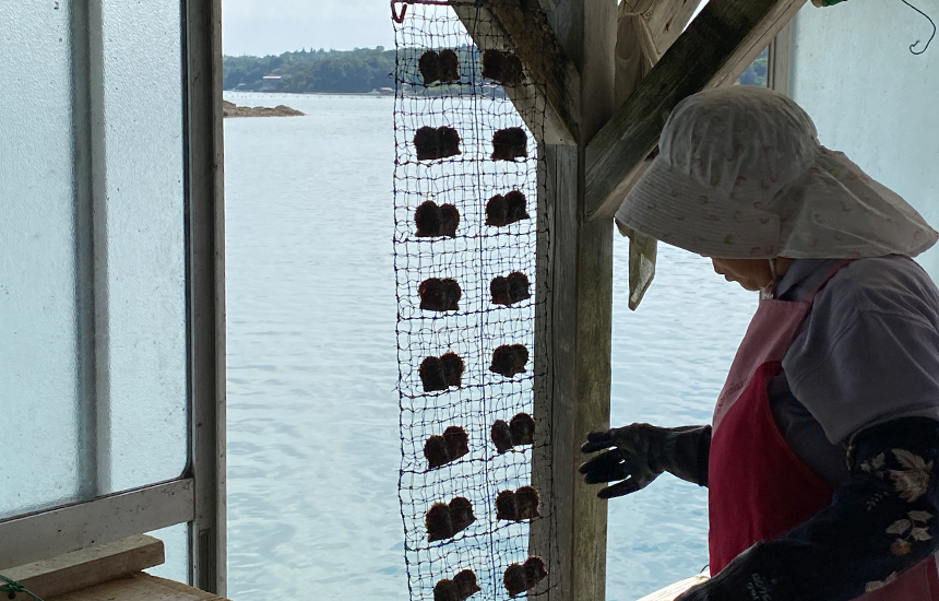 真珠養殖の様子